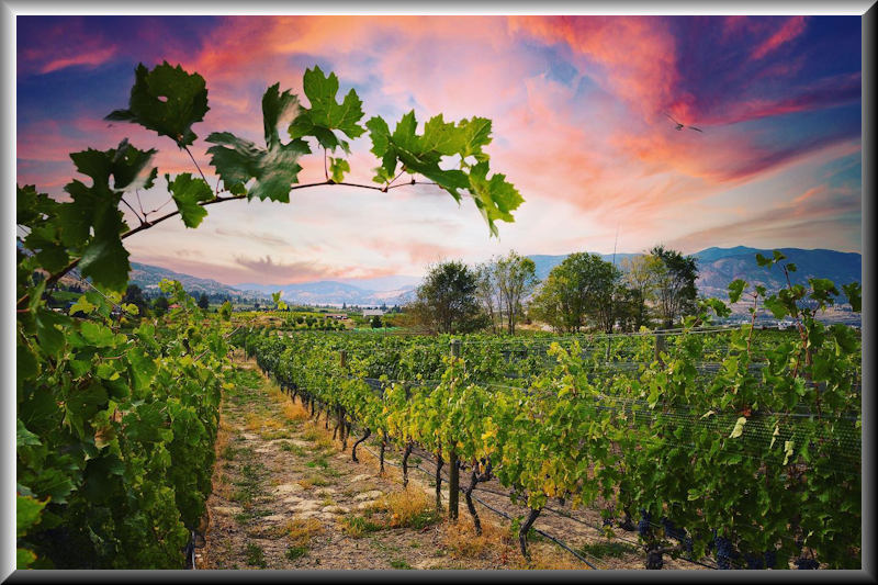 Three Sisters -Naramata 